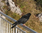 img_8617.jpg